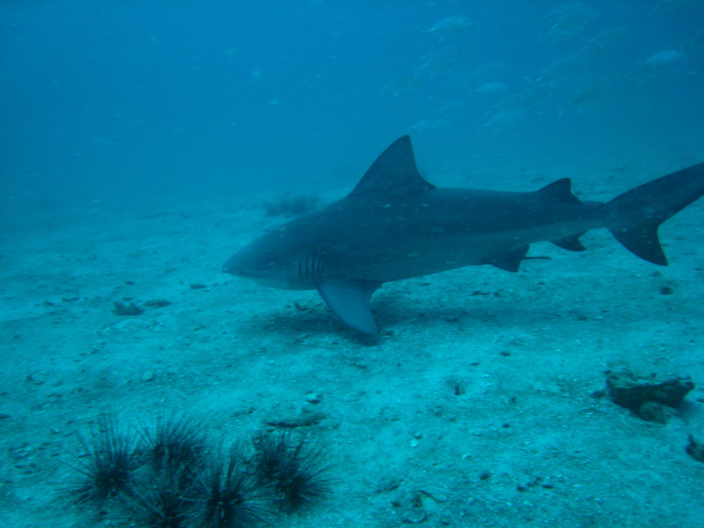 Koh Tao Chumpon pinnacle: Bull shark  van dichtbij