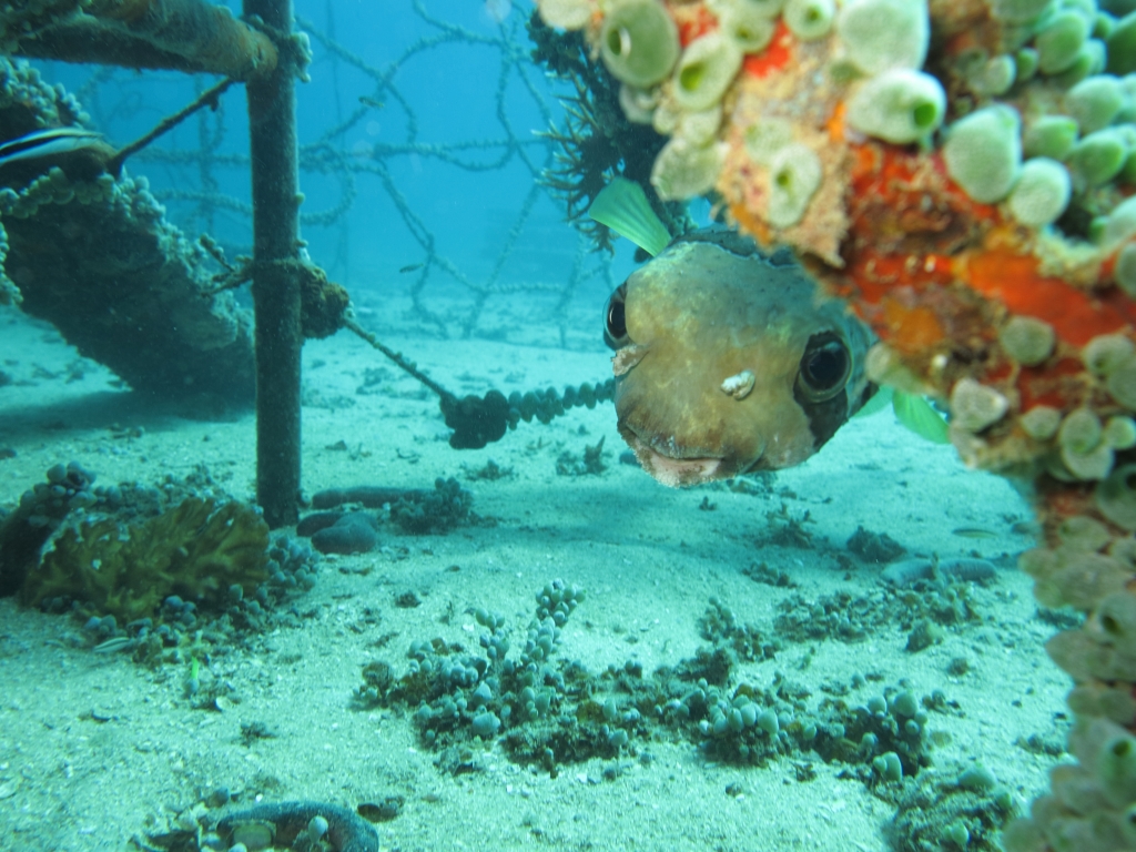 Koh Tao onderwater leven: Puffer fish