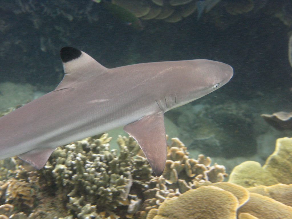Koh Tao onderwater leven: close up of a Blacktip reef sharkrk