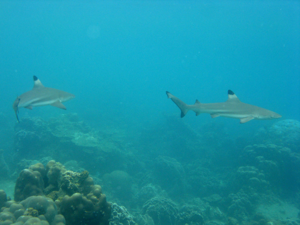 Aow leuk baai: couple of Blacktip reef shark