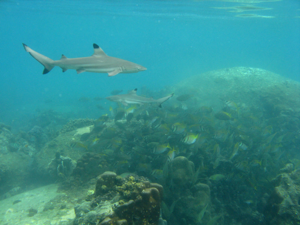 Aow Leuk baai: Blacktip reef shark