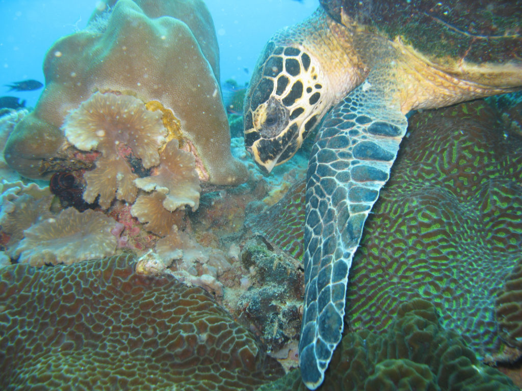 Hawksbill sea turtle White Rock