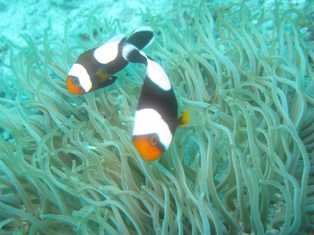 Koh Tao onderwater leven: clown fish
