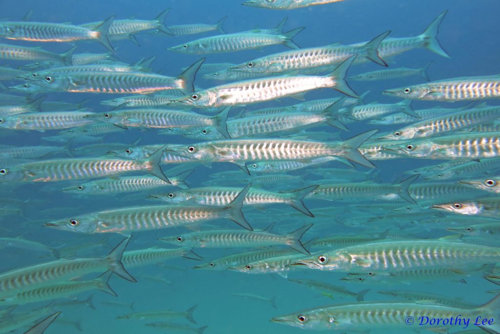 Koh Tao onderwater leven: groep of Barracuda's