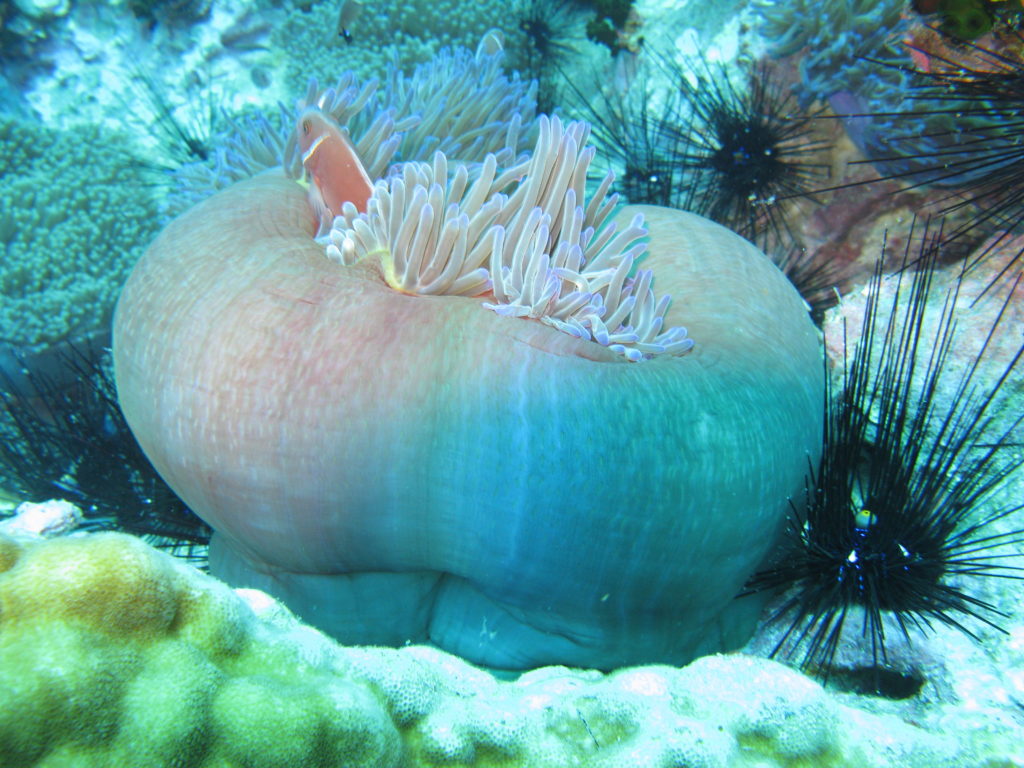 Koh Tao onderwater leven: fink anemone with anemone fish