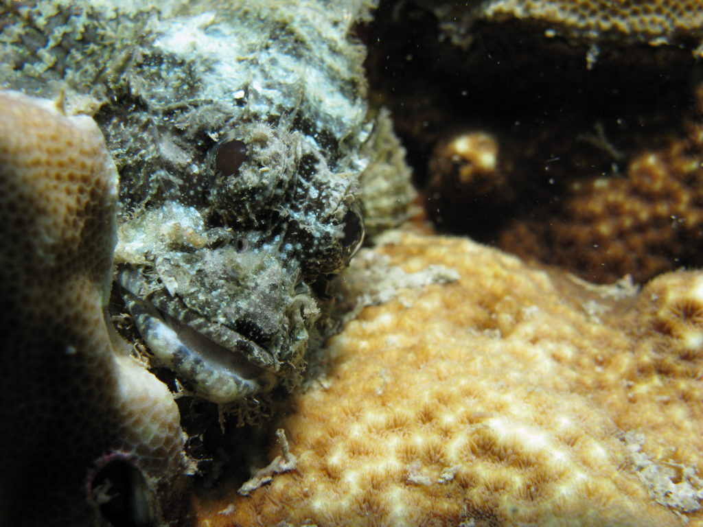 Koh Tao onderwater leven: scorpion fish