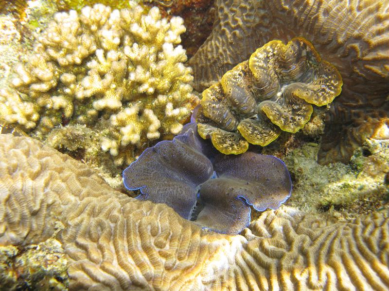 Koh Tao onderwater leven: giant clam