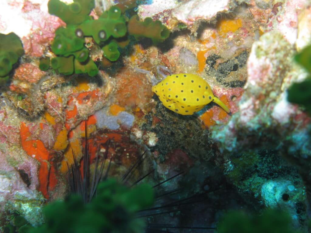Koh Tao onderwater leven: yellow box fish