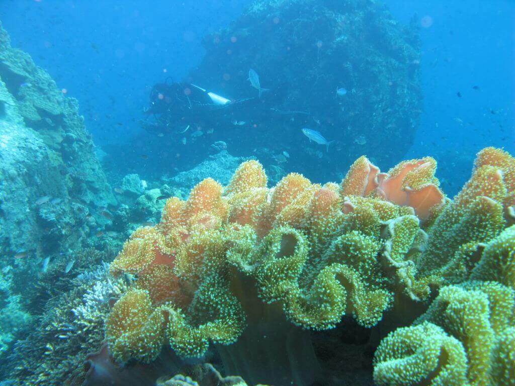 Koh Tao onderwater leven: soft coral
