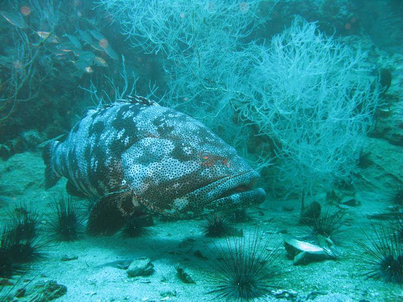 Chumpon pinnacle: marbled grouper 